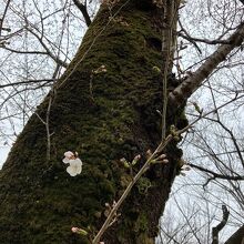 東大和公園