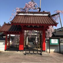 妙関寺の乙姫桜