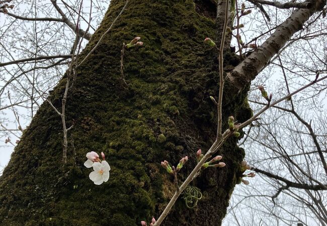 東大和公園