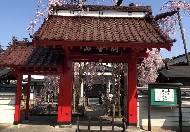 妙関寺の乙姫桜