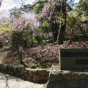 渡月橋と桜を満喫できる公園