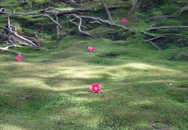 庭が綺麗な神社