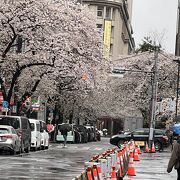 満開の桜。