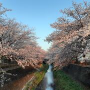稲城の桜見スポット （三沢川さくら通り） 