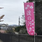 約200本の河津桜が咲く淀水路