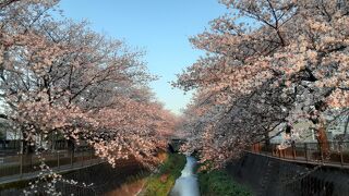 三沢川さくら通り