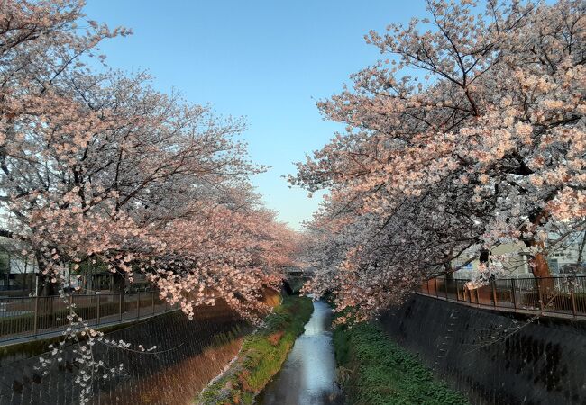 稲城の桜見スポット （三沢川さくら通り） 
