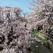 近所の花見スポット