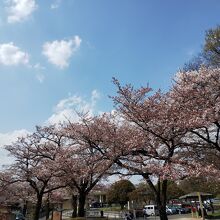 緑ヶ丘霊園