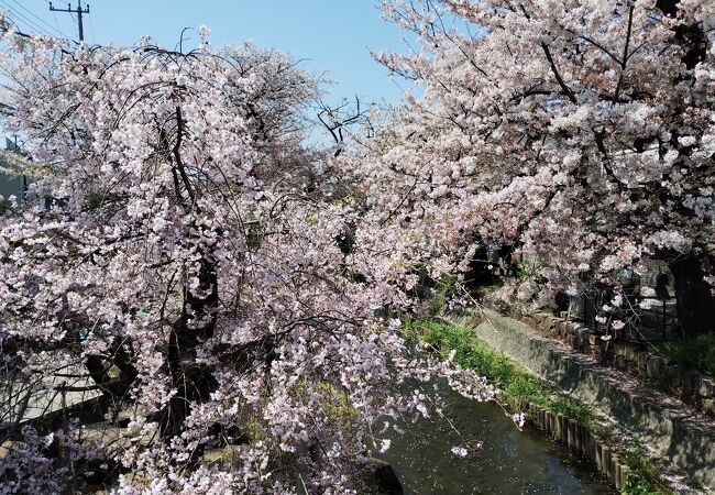 近所の花見スポット