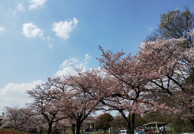 緑ヶ丘霊園