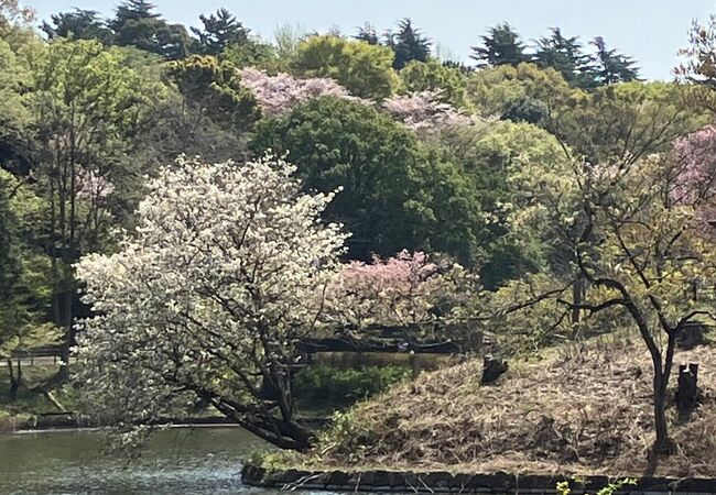 桜が見頃を迎えていました