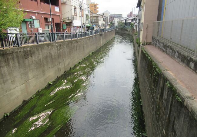 花筏がきれいでした