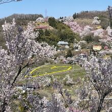 桜の時期は絶景！花々がきれい！