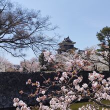 松本城を後ろ側から見る