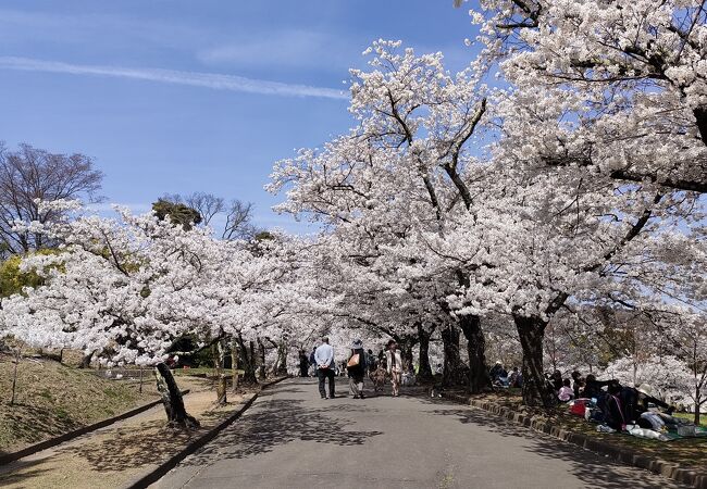 桜の名所