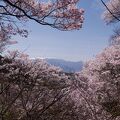 桜！桜！満開の高遠城址公園。