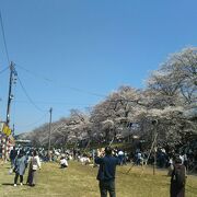 おおがわら桜まつり