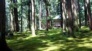 幽玄な雰囲気の中で苔の美しさと歴史を感じる