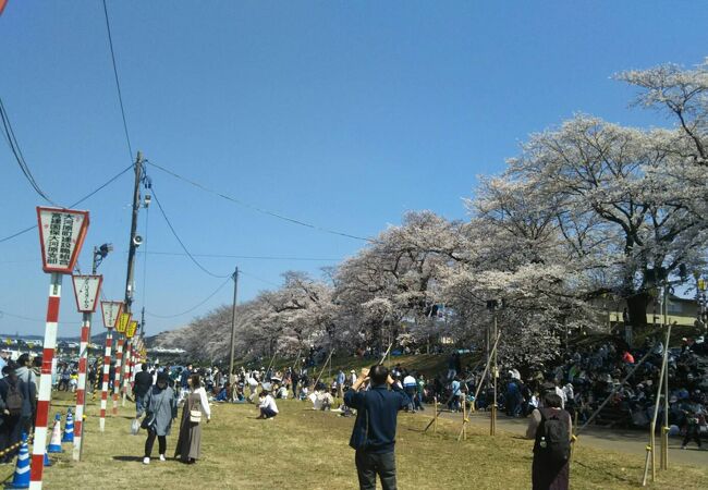 おおがわら桜まつり