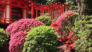 つつじ祭り開催中の根津神社