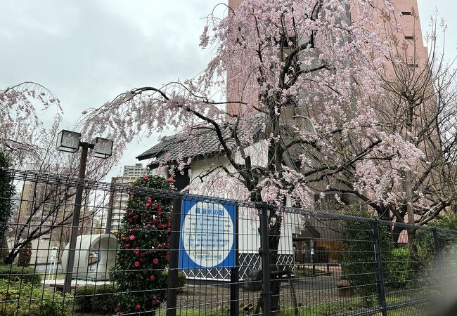 米蔵を意識した建物と満開の桜。