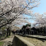 桜並木が絶景だが人がすごい