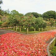 椿まつりと動物園