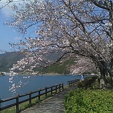 萩原台公園にて桜越しに眺めた片上池の様子