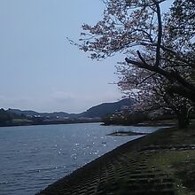 道の駅の側にも桜があります！