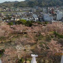 備中櫓からの桜の雲海