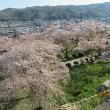 見事なの桜です