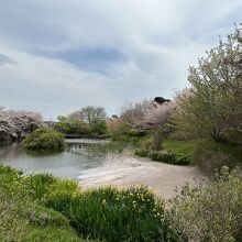 湧水池の花筏