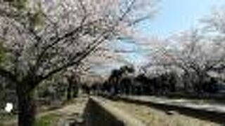 桜並木が絶景だが人がすごい