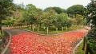 椿まつりと動物園