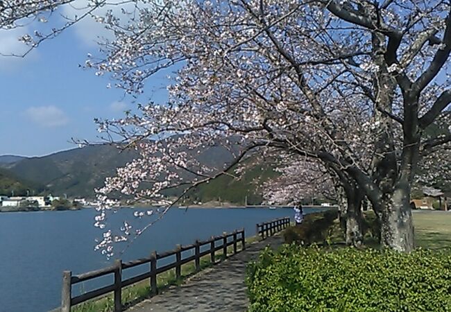 春は桜も素晴らしいです。