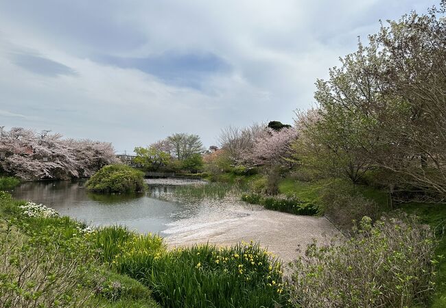 花筏がきれいな池