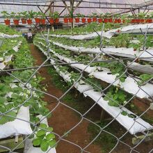 ...この時には赤い実がほとんど残っていなかったのは残念