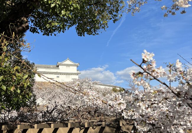 姫路城観桜会