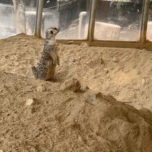 池田動物園