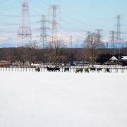 名馬にあえる