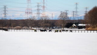 社台スタリオンステーション