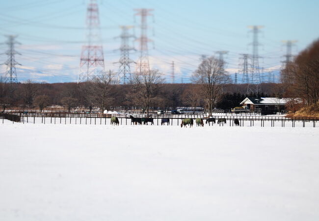 名馬にあえる