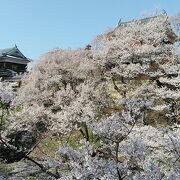 4月3日から3泊4日で長野県の桜巡り1件目