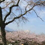吾妻山公園からは枝垂れ桜・ソメイヨシノ・大島桜と富士山のコラボを楽しめる