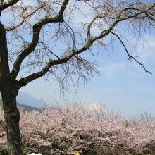 枝垂れ桜と富士山のコラボ