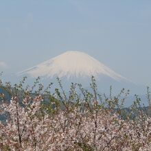 ソメイヨシノと富士山のコラボ