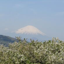 大島桜と富士山のコラボ