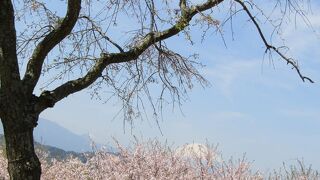 吾妻山公園からは枝垂れ桜・ソメイヨシノ・大島桜と富士山のコラボを楽しめる