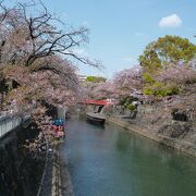 桜の時期はきれいです！ずっと見ていたい景色です